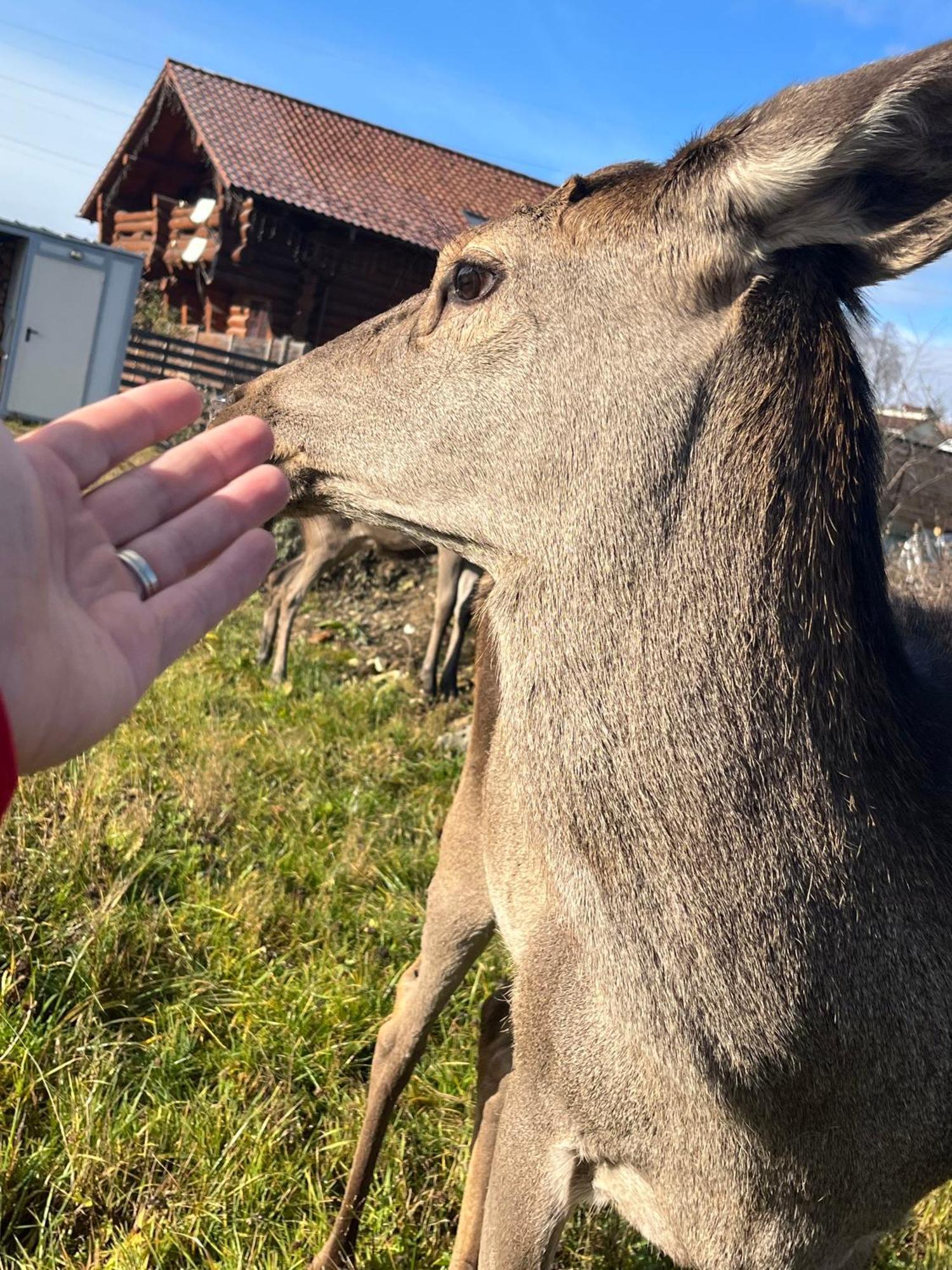 Casa De Munte Villa Vatra Dornei Eksteriør bilde