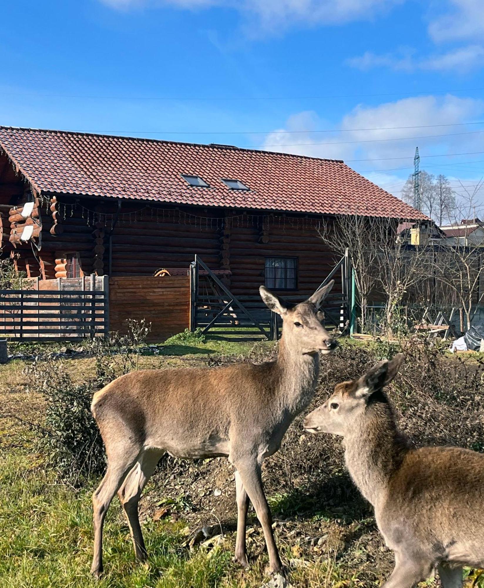 Casa De Munte Villa Vatra Dornei Eksteriør bilde