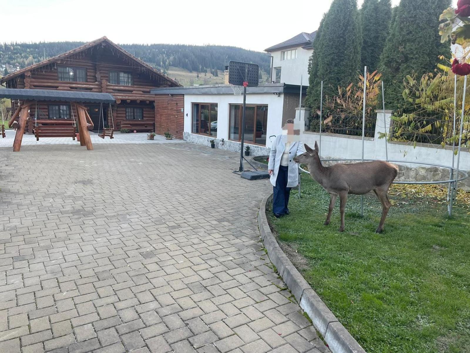 Casa De Munte Villa Vatra Dornei Eksteriør bilde